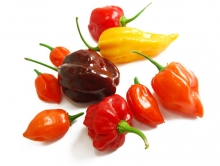 World S Hottest Chilli Seeds Seriously Hot Varieties